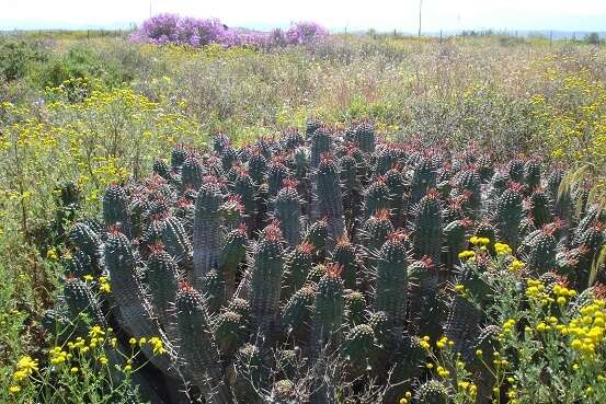 Слика од Euphorbia mammillaris L.