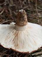 Image of Tricholoma batschii Gulden 1969