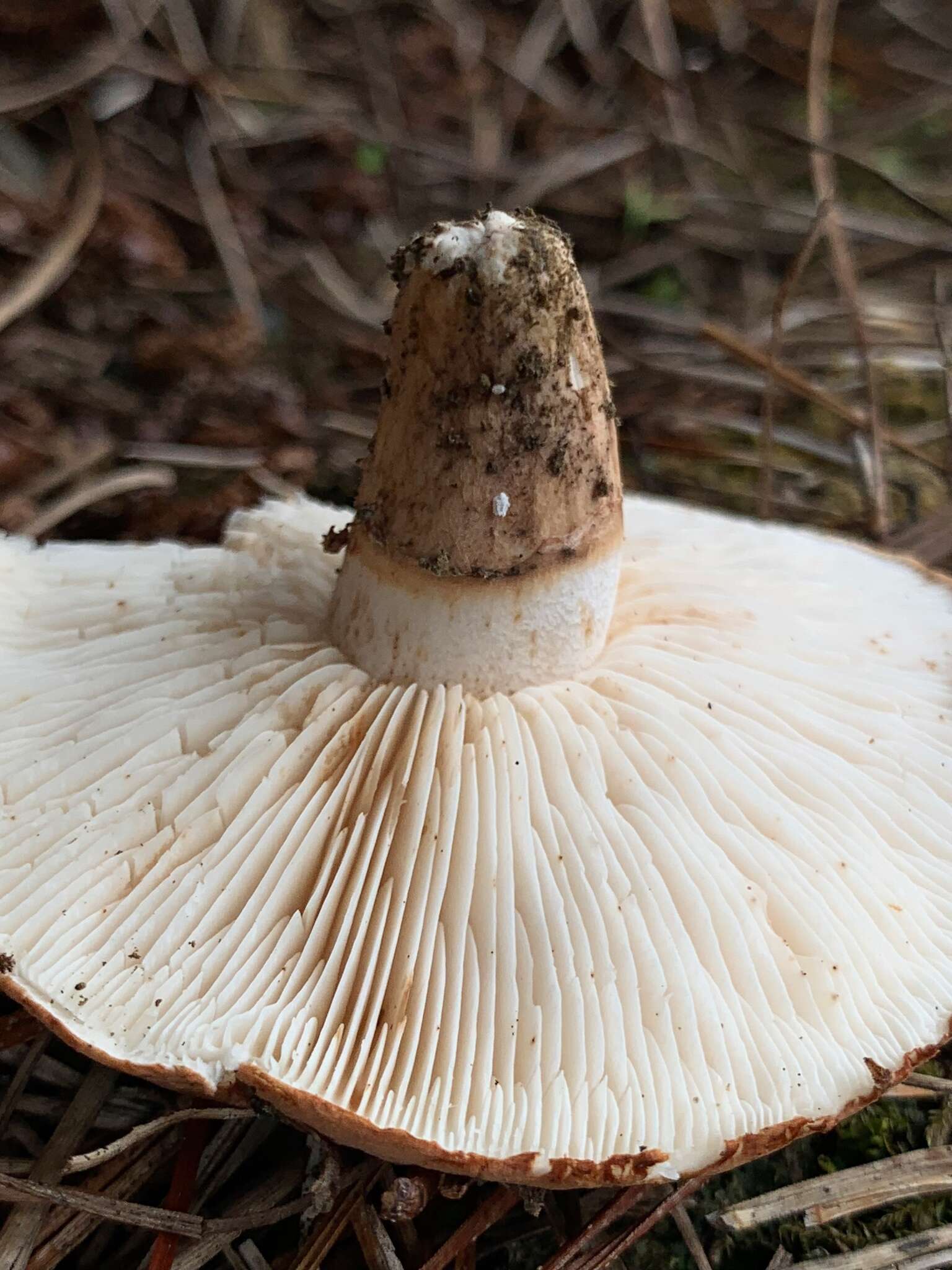 Image of Tricholoma batschii Gulden 1969