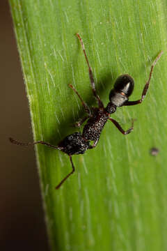 Image of Rhytidoponera anceps Emery 1898