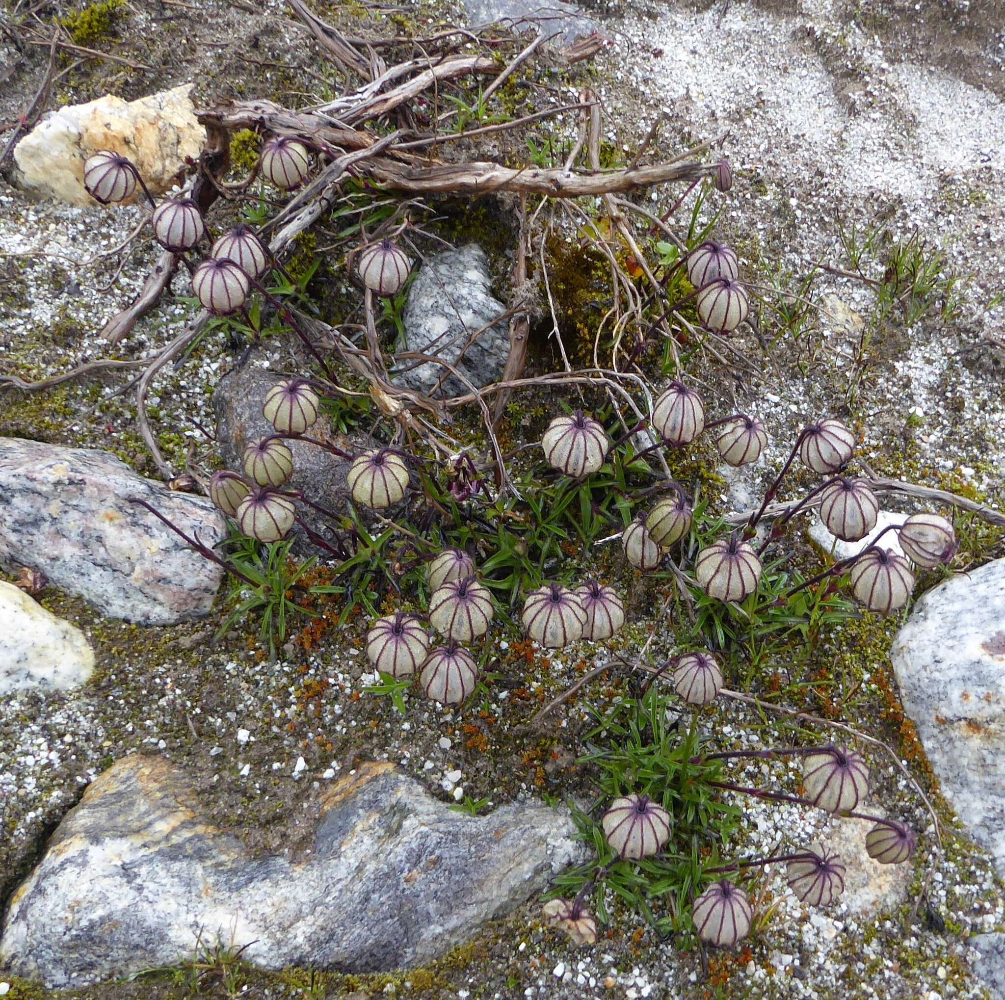 Plancia ëd Silene nigrescens (Edgew.) Majumdar