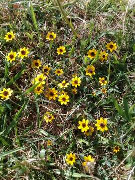 Image of Mexican creeping zinnia