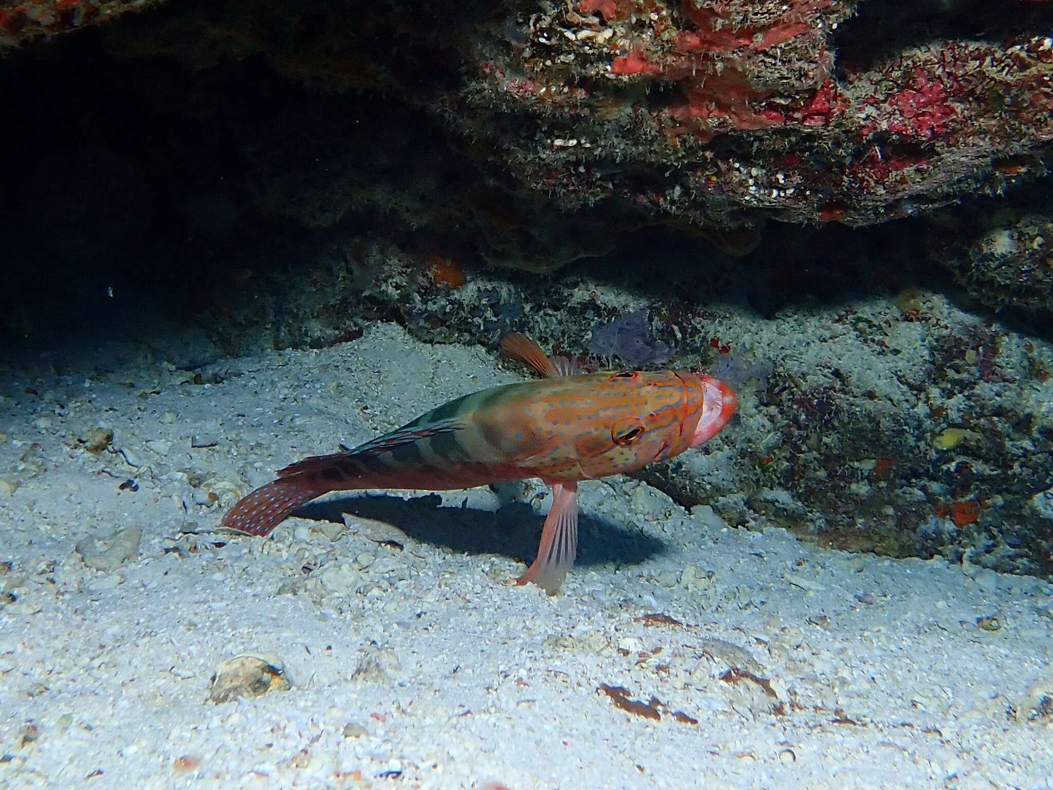 Cephalopholis sexmaculata (Rüppell 1830) resmi