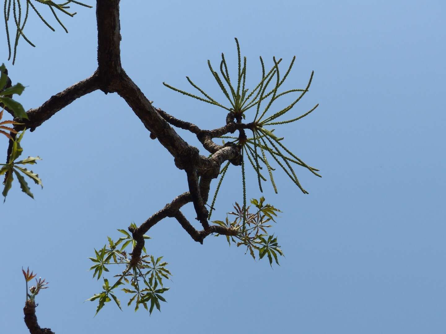 Image of Octopus cabbage tree