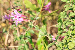 Image of Syncolostemon rotundifolius E. Mey. ex Benth.