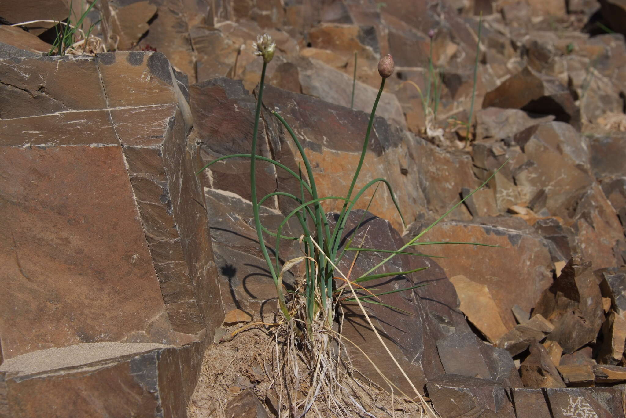 Image of Allium strictum Schrad.