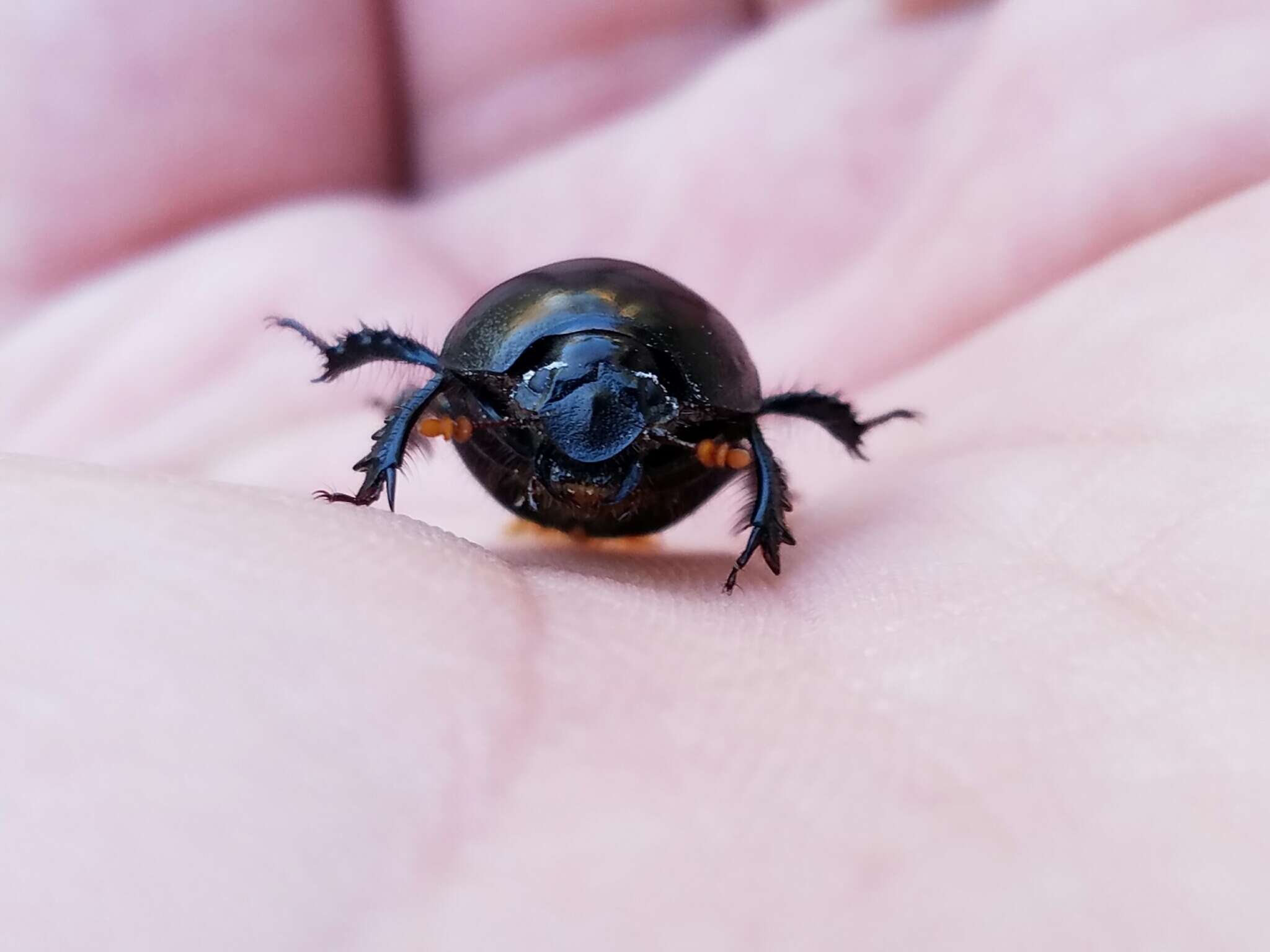 Image of Cnemotrupes semiopacus (Jekel 1865)