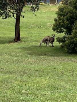 Image of Macropus giganteus giganteus Shaw 1790