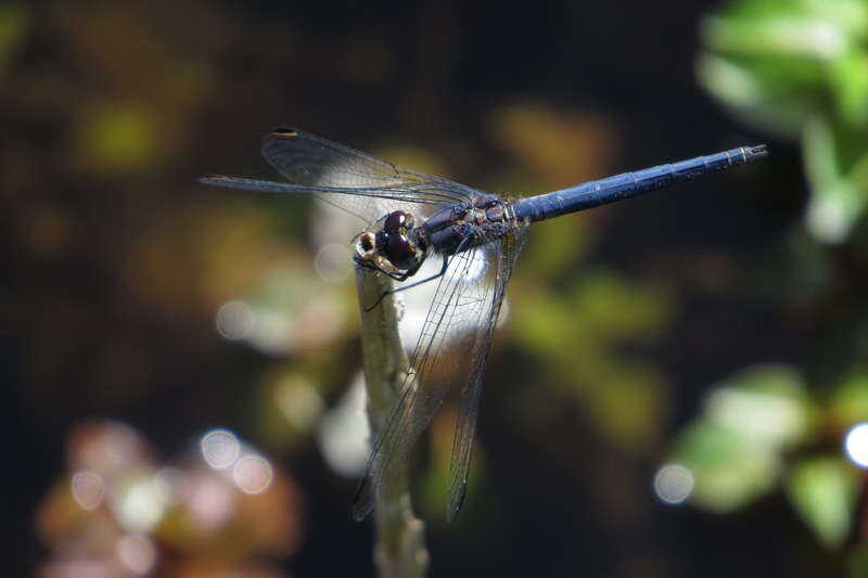 Image of Dark Dropwing