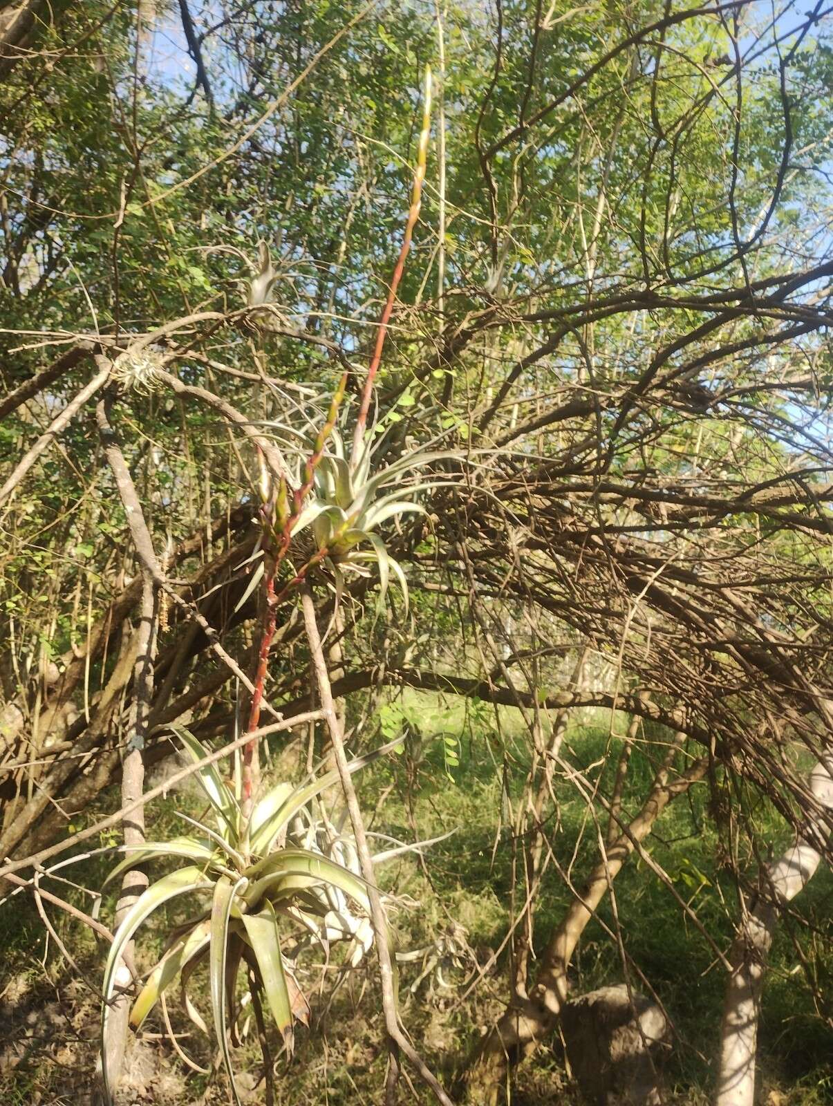 Imagem de Tillandsia makoyana Baker