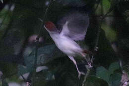 Image of Rufous-tailed Tailorbird