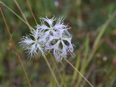 Image of fringed pink