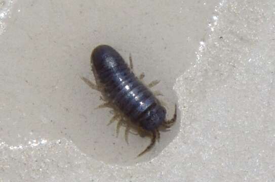 Image of metallic marine isopod