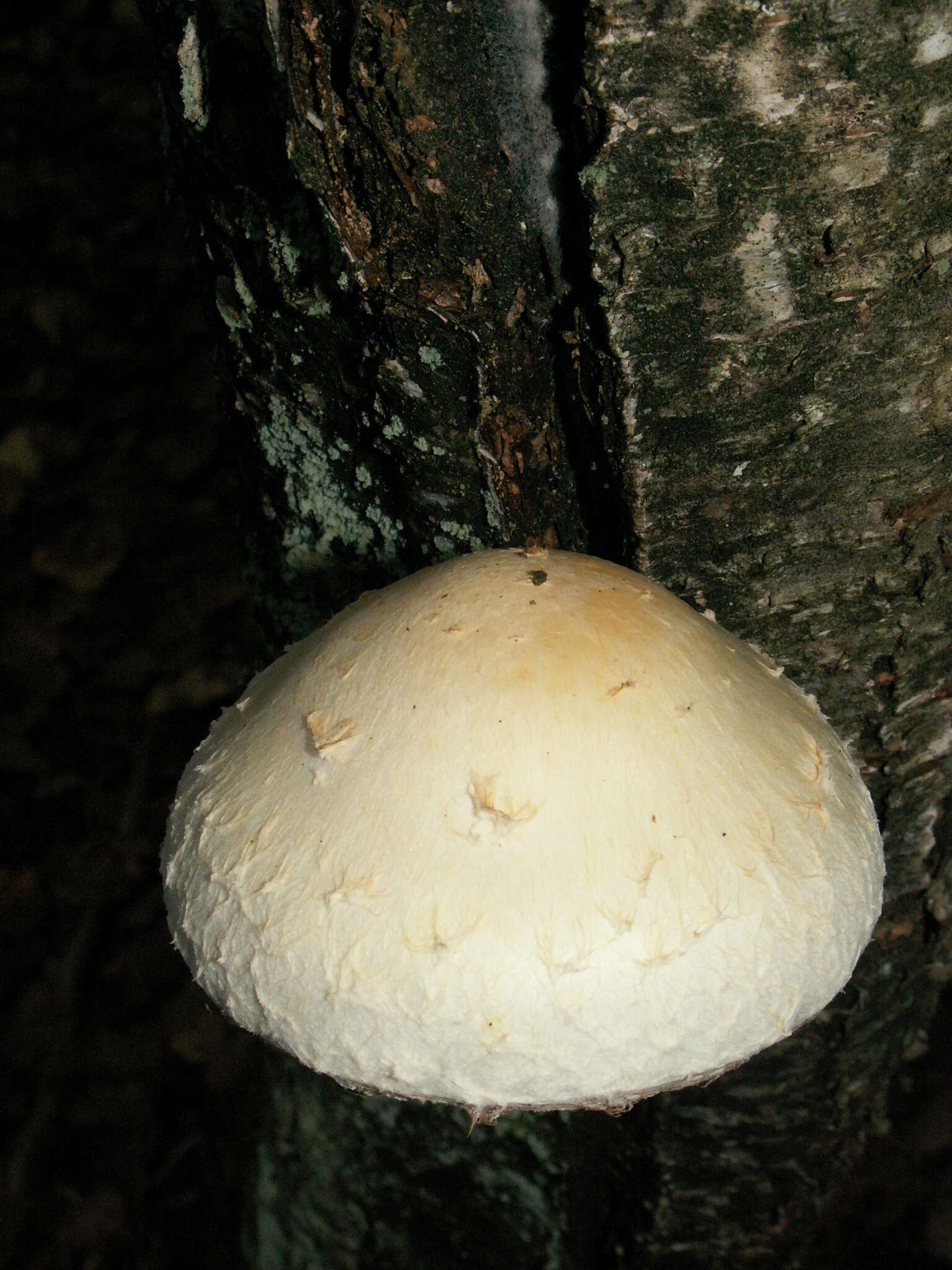 Imagem de Hemipholiota heteroclita (Fr.) Bon 1986