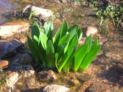 صورة Haemanthus amarylloides subsp. polyanthus Snijman