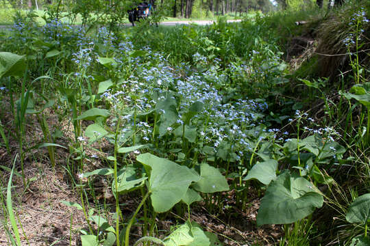 Plancia ëd Brunnera sibirica Stev.