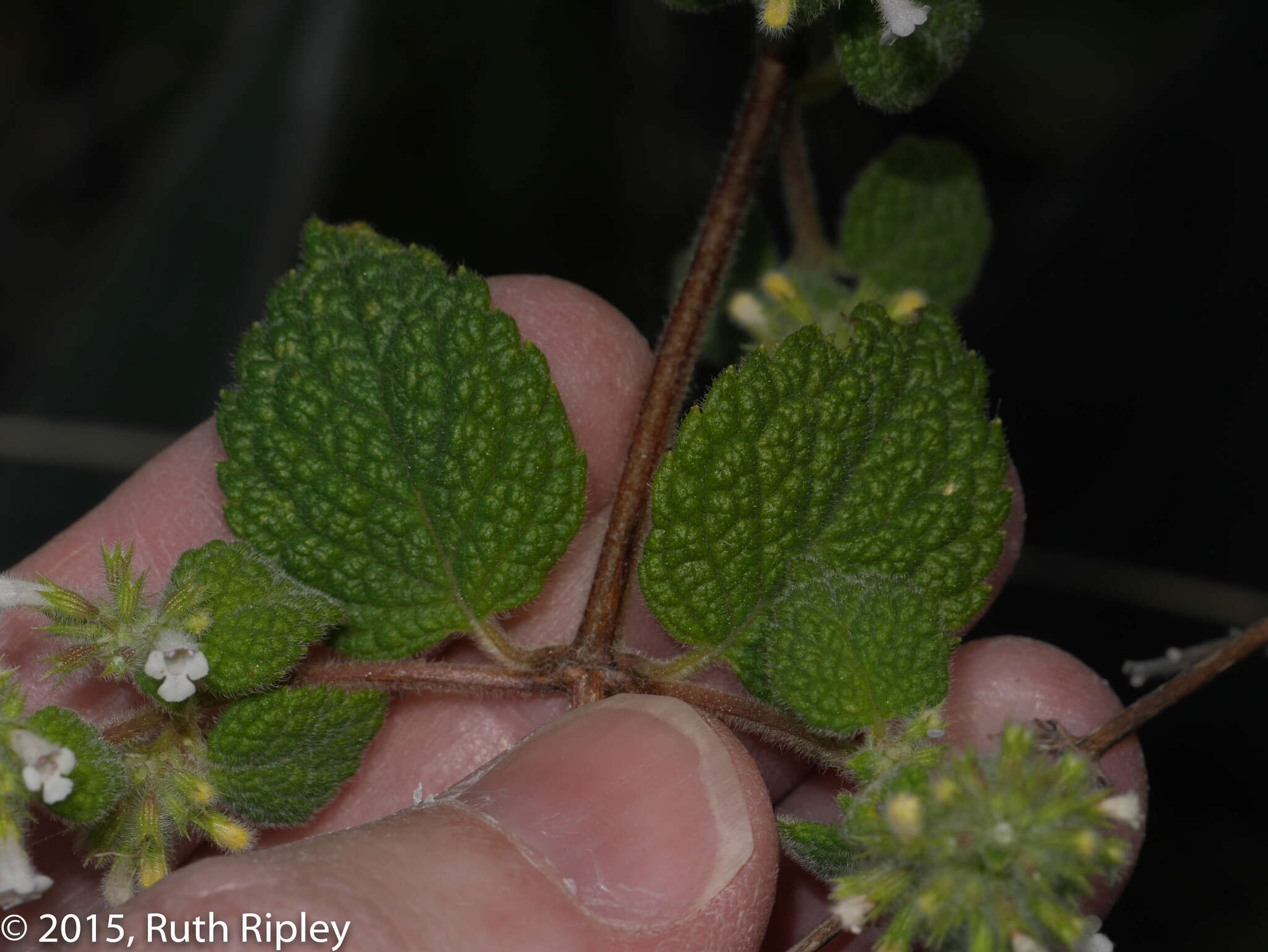 Image of Minthostachys mollis (Benth.) Griseb.