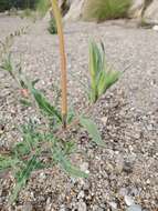 Oenothera affinis Camb. resmi