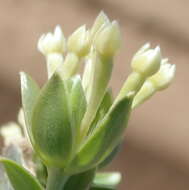 Image of Gnidia sericea (L.) L.