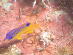 Image of Honey Damselfish