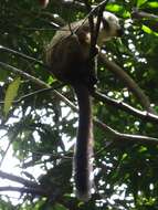 Image of White-fronted Brown Lemur