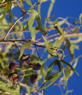 Image of Brachychiton gregorii F. Müll.