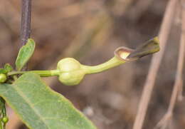 Image of Aristolochia indica L.