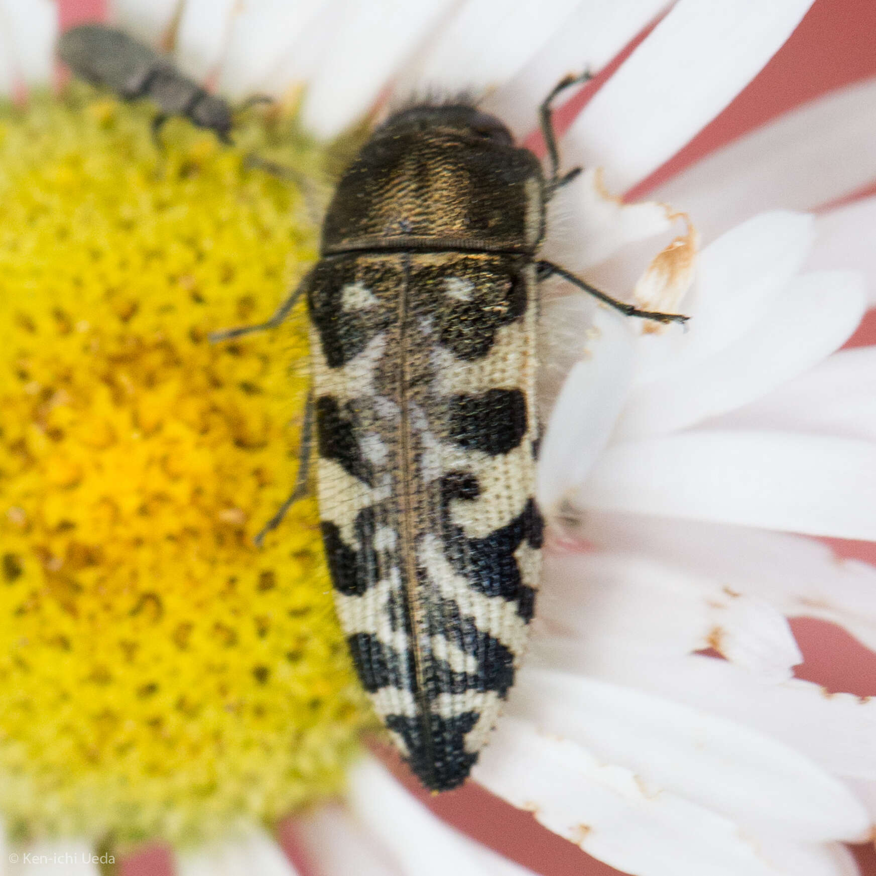 Image of Acmaeodera decipiens Le Conte 1866