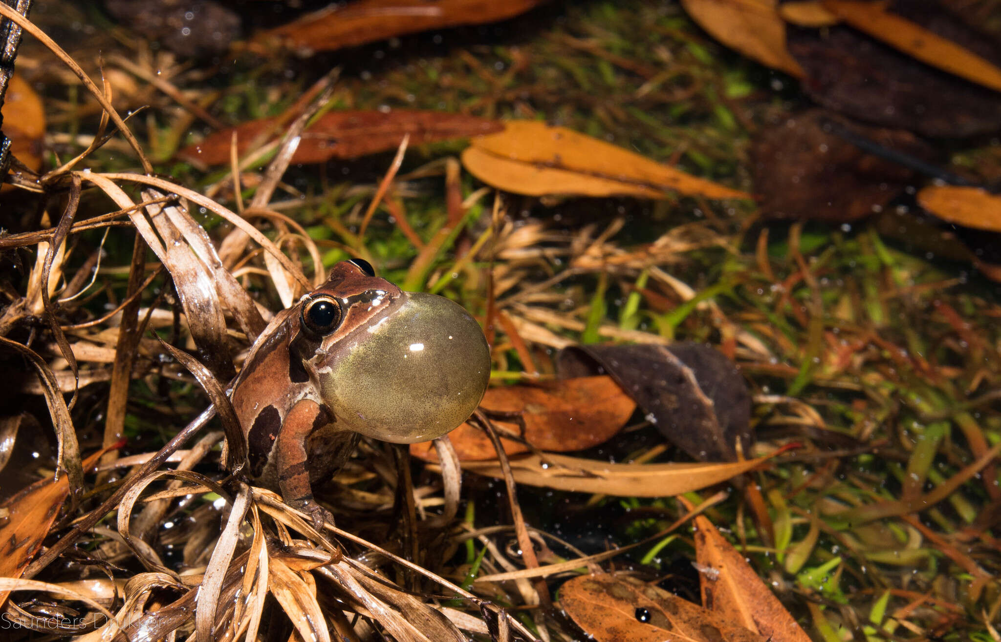 Image of Ornate Chorus Frog