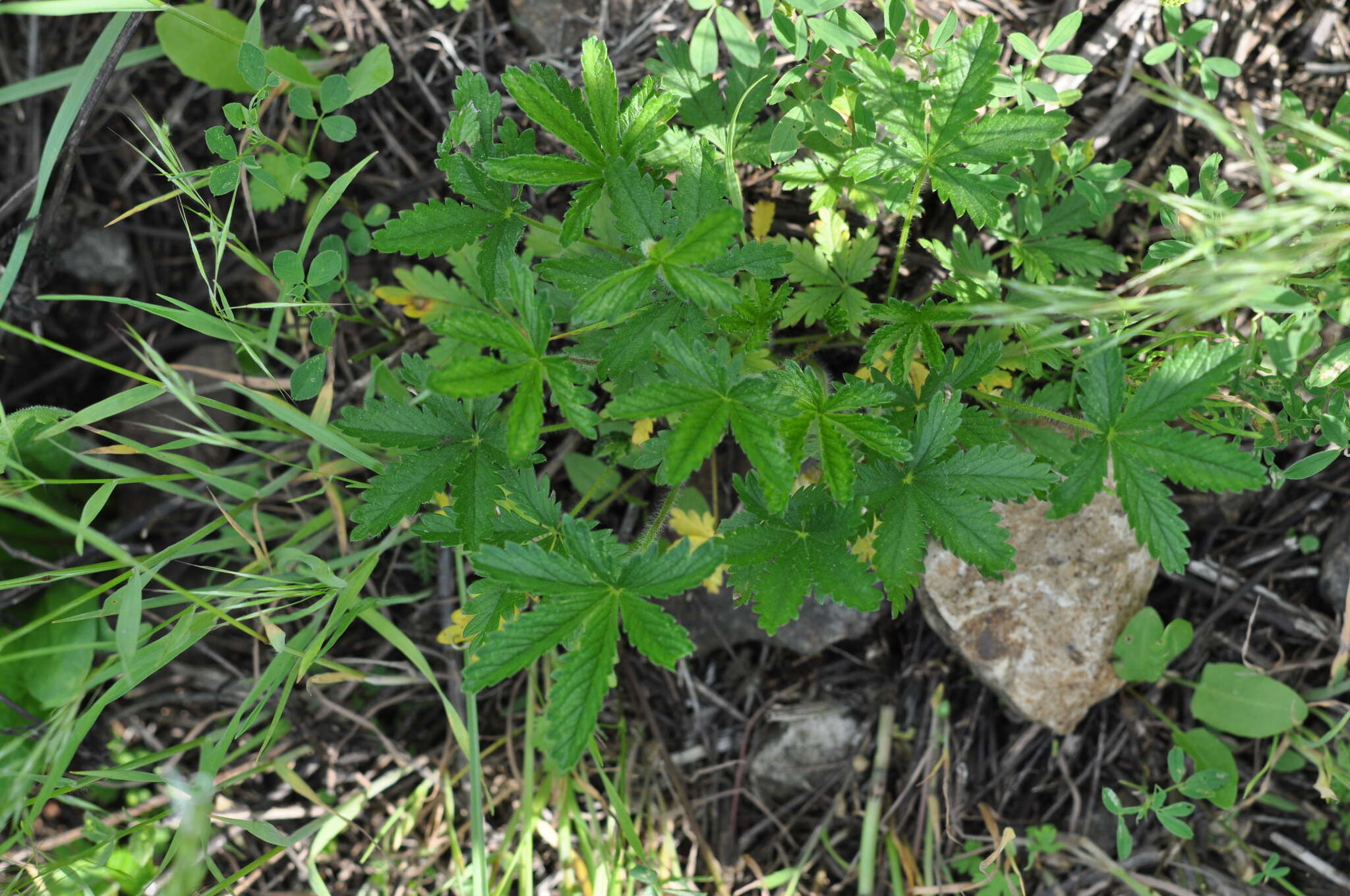 Image of European cinquefoil