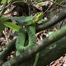 Imagem de Bothrops bilineatus bilineatus (Wied-Neuwied 1821)