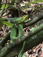 Image of Bothrops bilineatus bilineatus (Wied-Neuwied 1821)