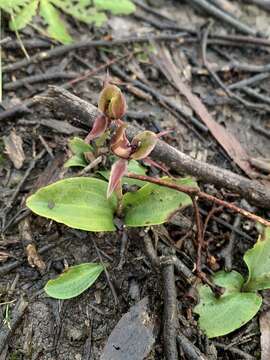 Image of Chiloglottis pescottiana R. S. Rogers