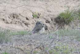 Image of Great Basin Ground Squirrel