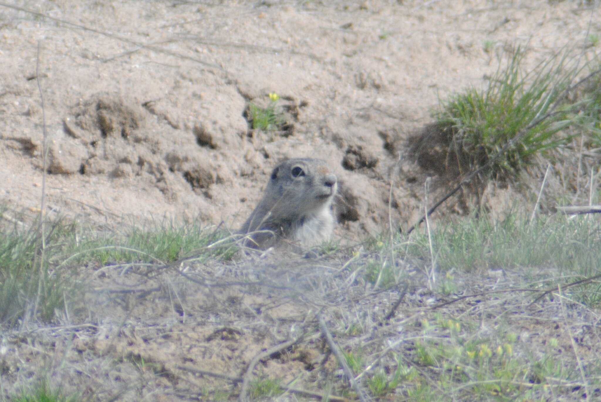 Image of Great Basin Ground Squirrel