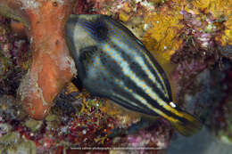 Image of Orangespotted Filefish