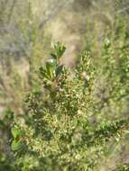 Image of Baccharis flabellata Hook. & Arn.