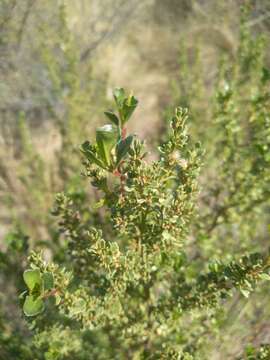 Image of Baccharis flabellata Hook. & Arn.