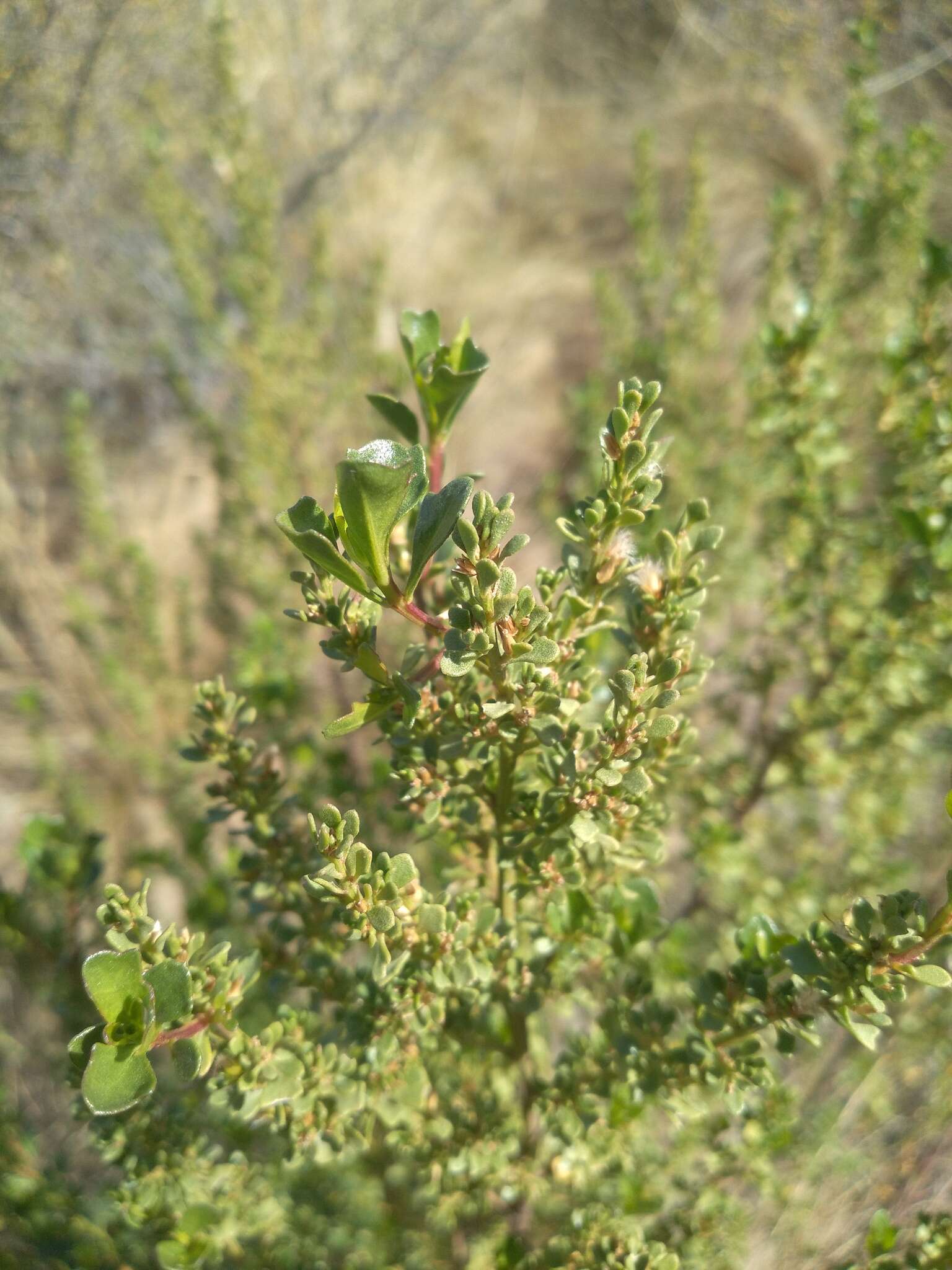 Imagem de Baccharis flabellata Hook. & Arn.