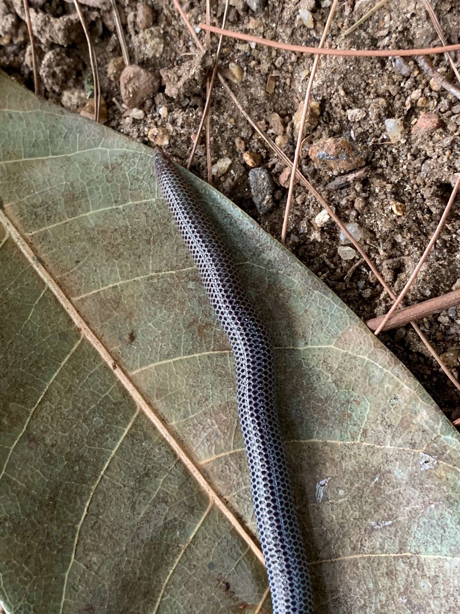 Image of Peters' Philippine Earth Snake