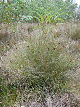 Imagem de Schoenus nigricans L.