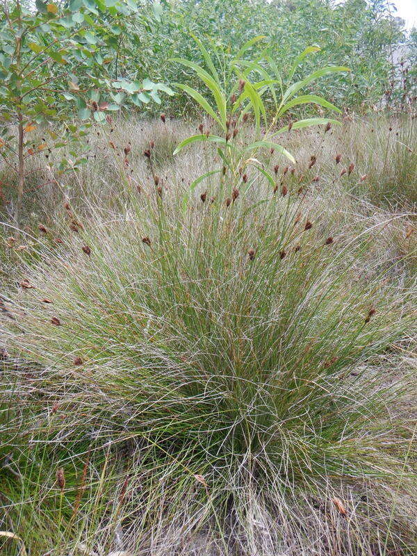 Schoenus nigricans L. resmi