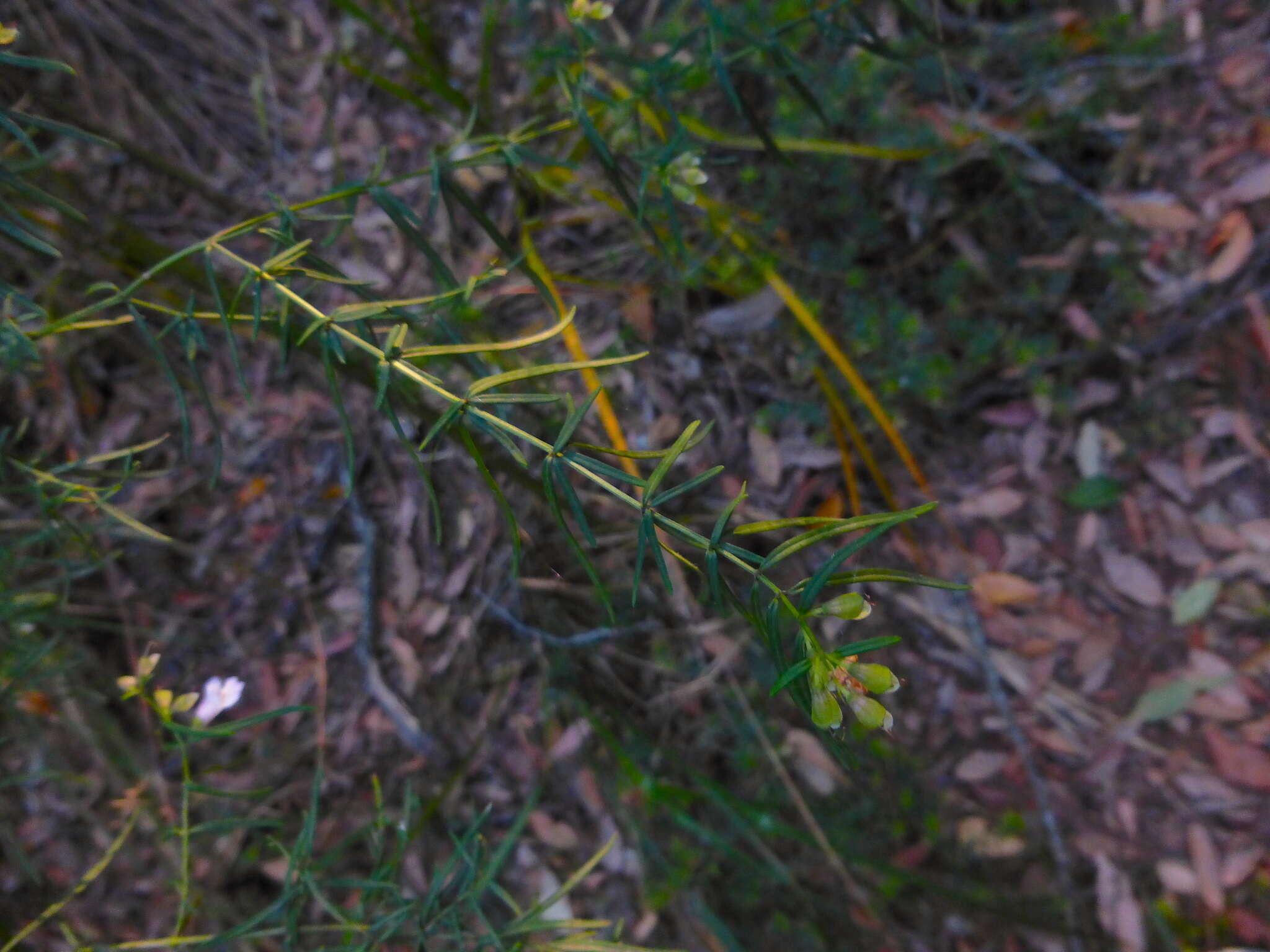 Image of Narrow-leaved Mint-bush