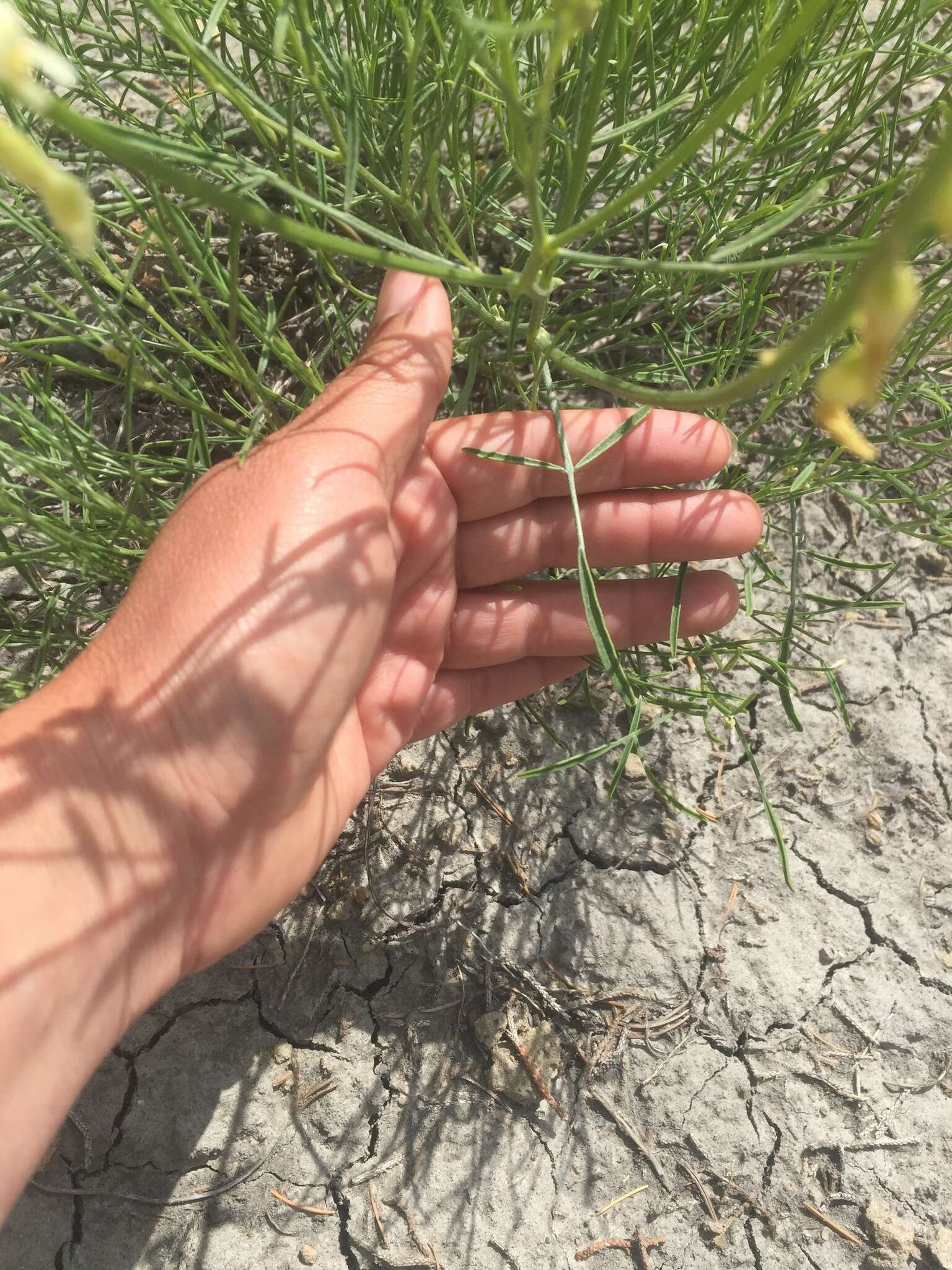 Image of rushy milkvetch