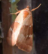 Image of Haemerosia vassilininei Bang-Haas 1912