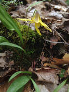 Image of dogtooth violet