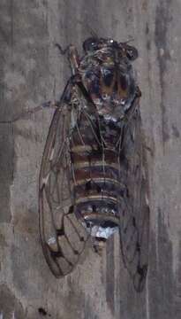 Image of Cicada mordoganensis Boulard 1979