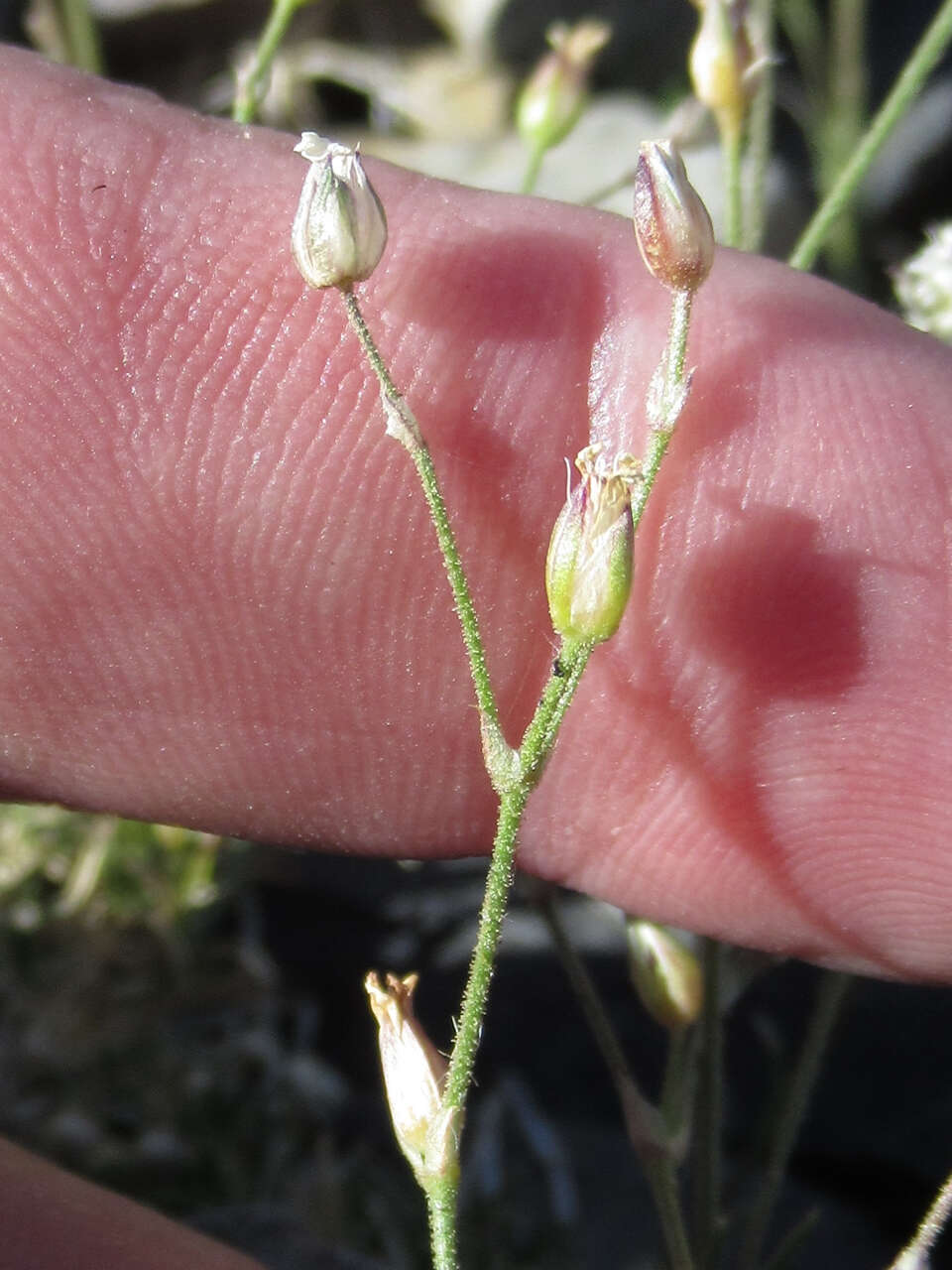 Image of King's rosy sandwort