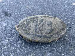 Image of Malaclemys terrapin macrospilota (Hay 1904)