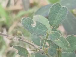 Plancia ëd Desmodium scorpiurus (Sw.) Desv.